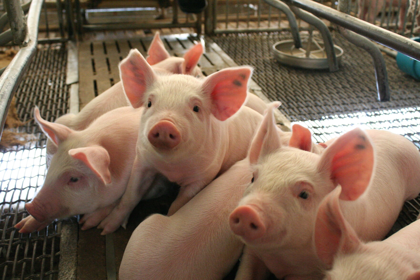 Healthy Newborn Piglet in farm